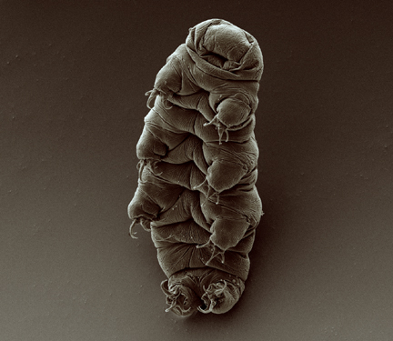 Adult tardigrade 1 2 72b35600c750ba28