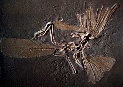 Archaeopteryx skeleton cast fossil limesto 6039f5e5e4c68792