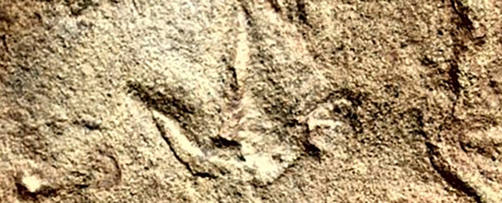 BirdPrints 213e2abb68a8ecb2
