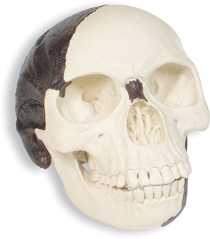 Replica Piltdown man cranium cb6219561ecfd060