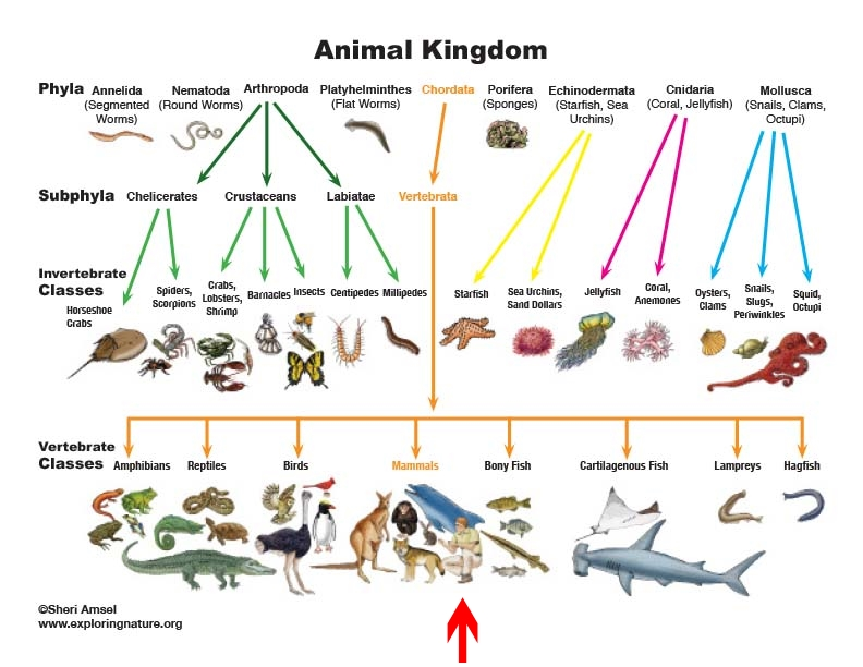 a response to the doubt four animals menstrua 2