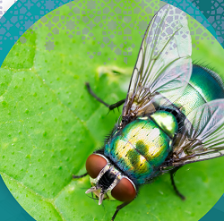 The Hadith of Fly ICRAA FB cbc11cc8f350f182