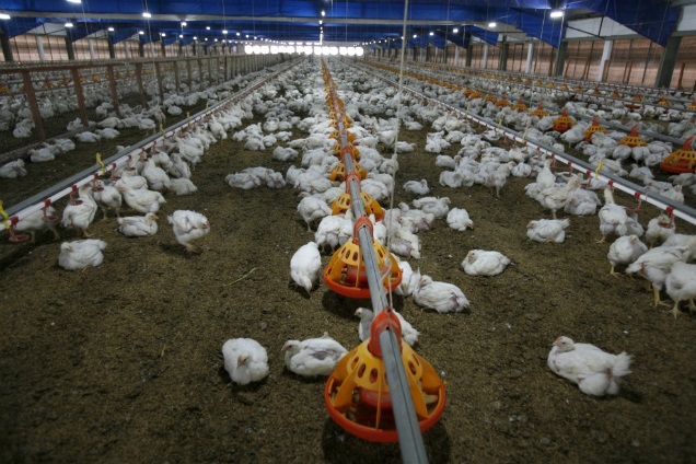 antibiotics use healthy animals.tmb 1200v 604f712ccbf03efd