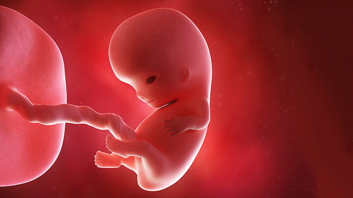 fetal development sex organs 722x406 dcf1a5e724e9d651
