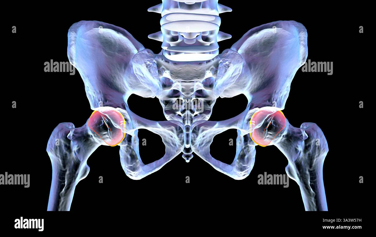 illustration of the pelvic bones anatomy s 06c502de0f9acf41