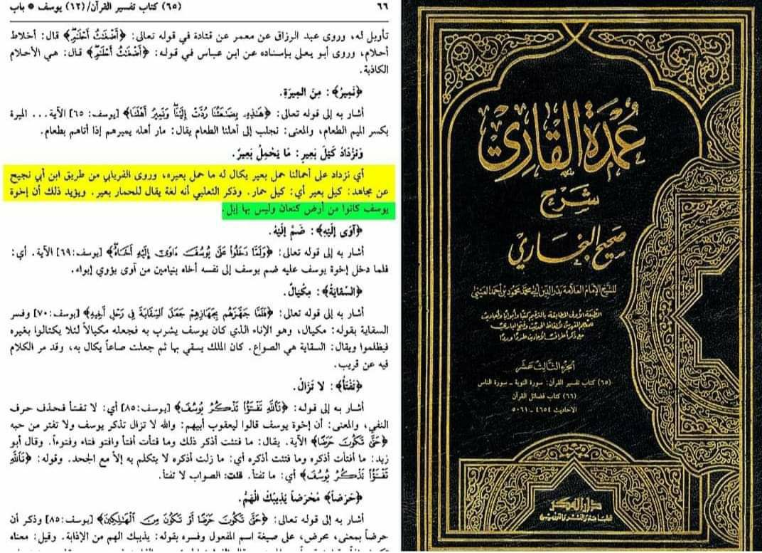 'Umdat al-Qari — analysis of wanazdaq kayla ba'eer from Surah Yusuf 65, recording Mujahid's donkey variant via Ibn Abi Najih and the geographical corroboration that Canaan had no camels