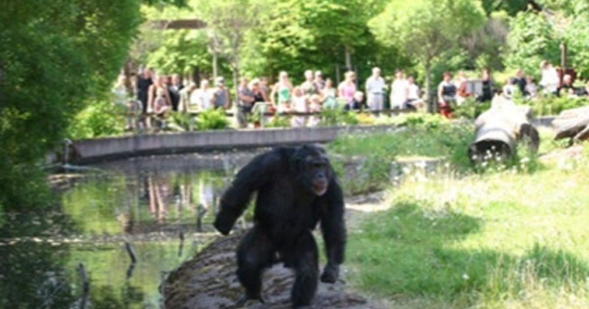 chimp 540x380 37fa9504e3ff3c01