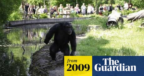 chimp460x276 e2971684d19ed105