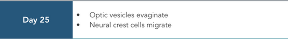 day25 optic vesicles neural crest