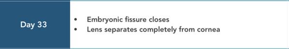 day33 embryonic fissure closes