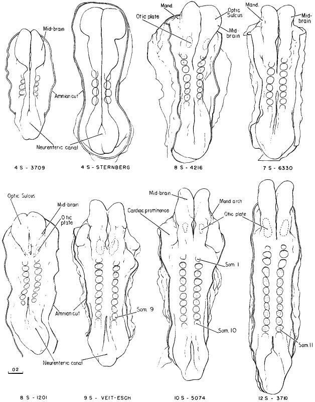 embryo developmental stages abcd panels