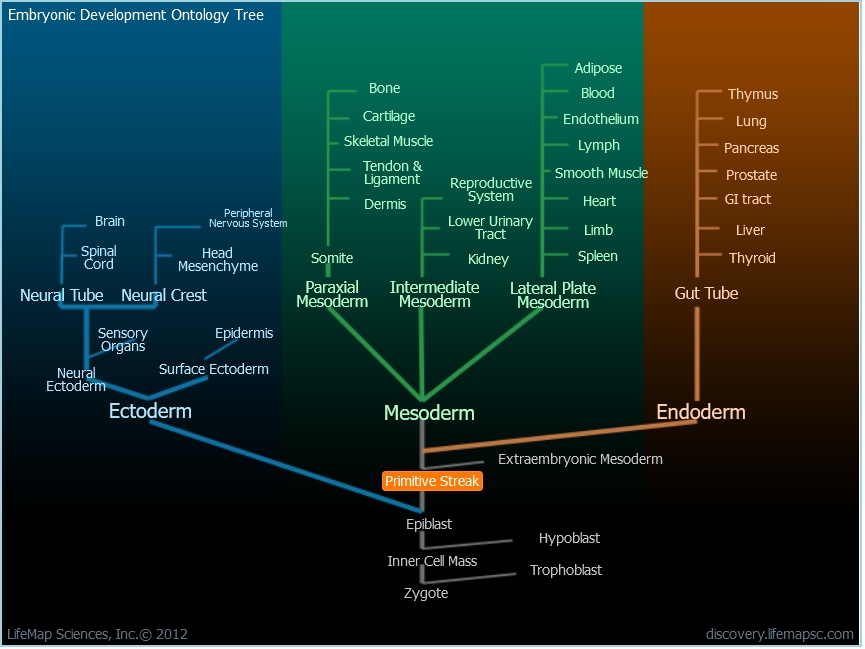 embryonic development ontology tree