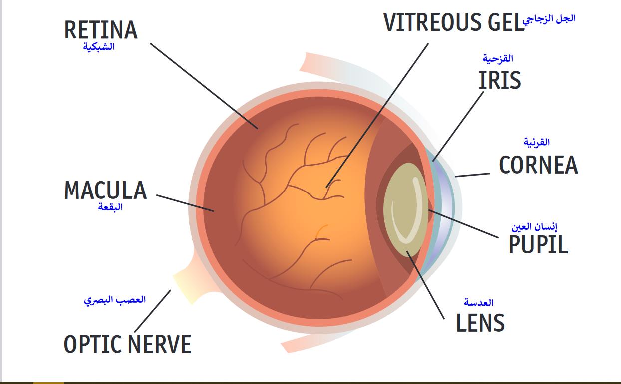 eye anatomy eight parts diagram