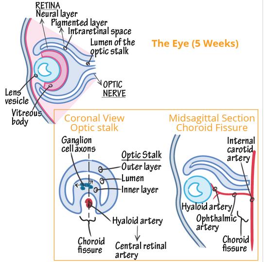 eyelid formation week8 embryo