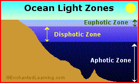 Scientific illustration of bioluminescent organisms in the deep ocean darkness