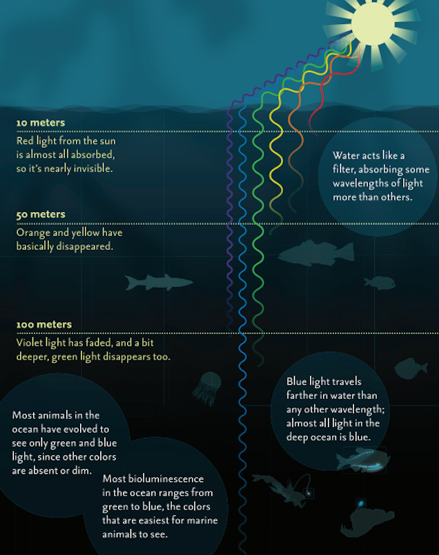 Ocean depth diagram showing the layered zones from sunlight to abyssal darkness