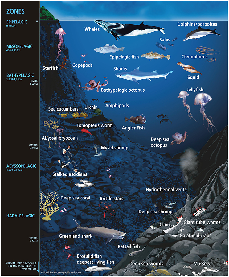 Oceanographic survey data on light attenuation coefficients at various depths