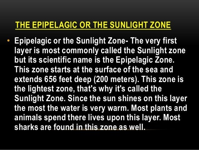 Marine ecosystem diagram of the bathypelagic midnight zone inhabitants