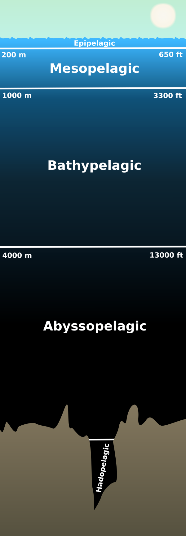 Cross-section of ocean showing graduated light penetration and darkness layers