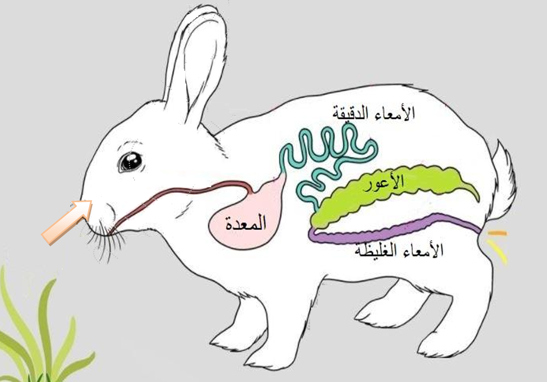 fetch d0652206368990dc