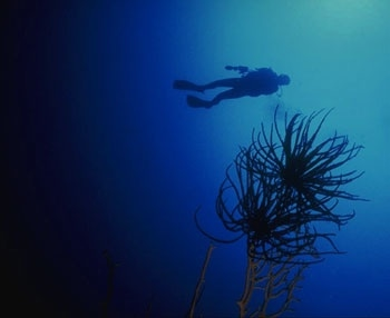 Hydrothermal vent ecosystem in the abyssopelagic lower midnight zone