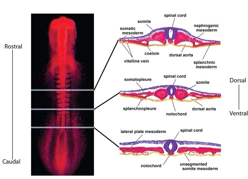hamburger hamilton chick embryo stages