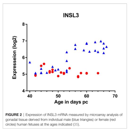insl3 mrna expression male female fetuses