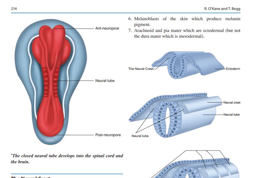 neural tube bone formation diagram