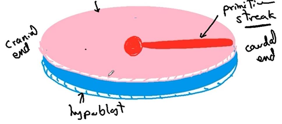 primitive streak cranial caudal diagram