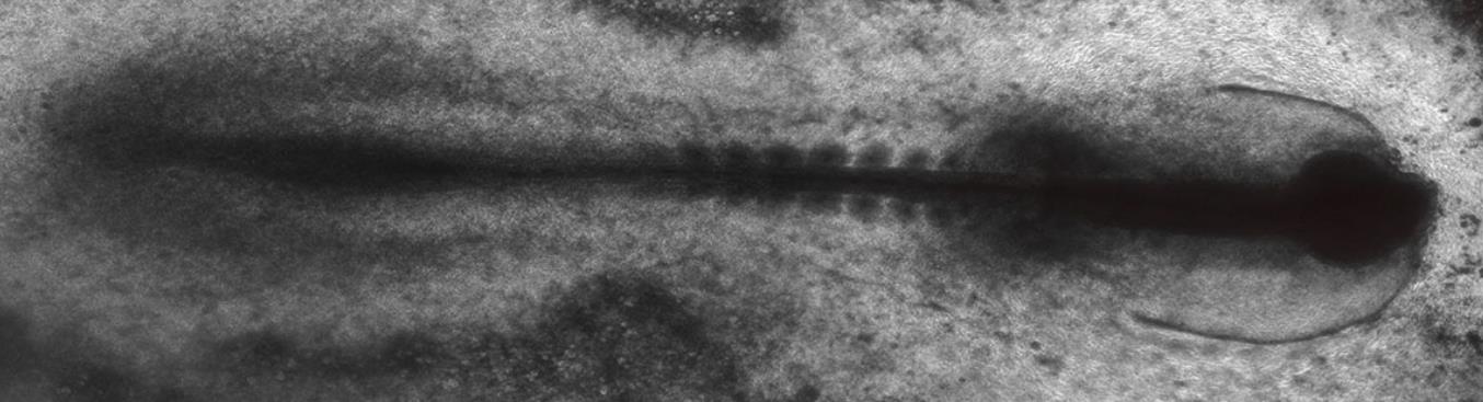 primitive streak first photograph