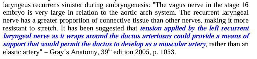 response to the evidence on the recurrent laryngeal nerve 3