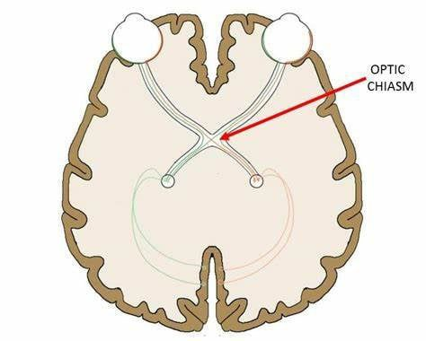 response to the evidence on the recurrent laryngeal nerve