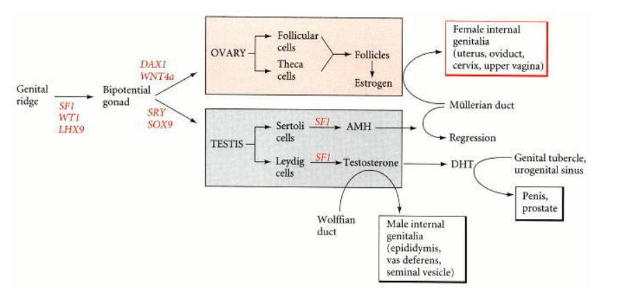 sex determination genetic pathway xx xy