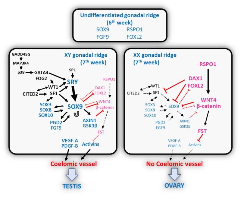 sry sox9 dax1 expression gonadal ridge week7