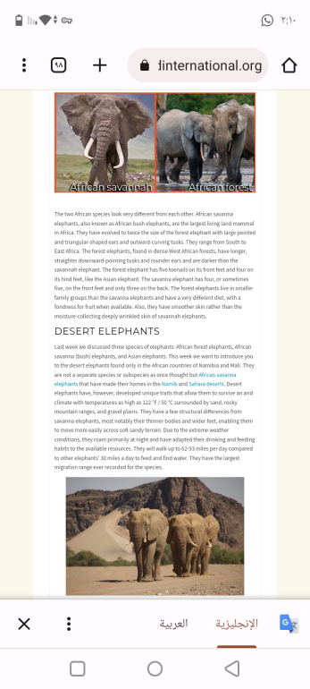 story of abrahas elephant and how the elephant traveled in the desert and can the elephant walk in 2