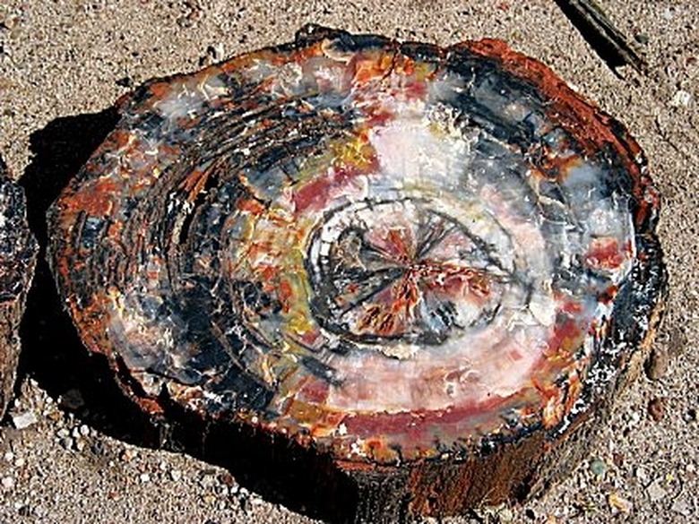 use petrified wood energy 800x800 74f229de1eac94d6