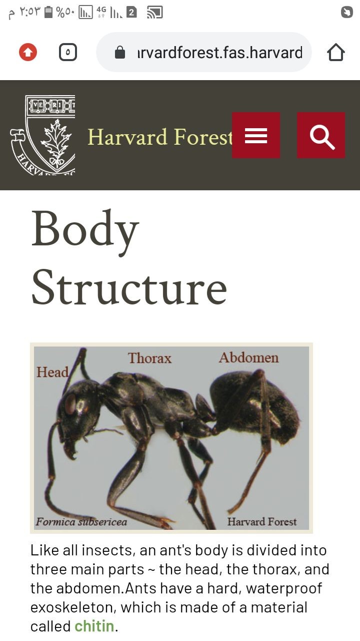 Ant body structure diagram from Harvard Forest showing the hard chitin exoskeleton covering the head, thorax, and abdomen of the ant