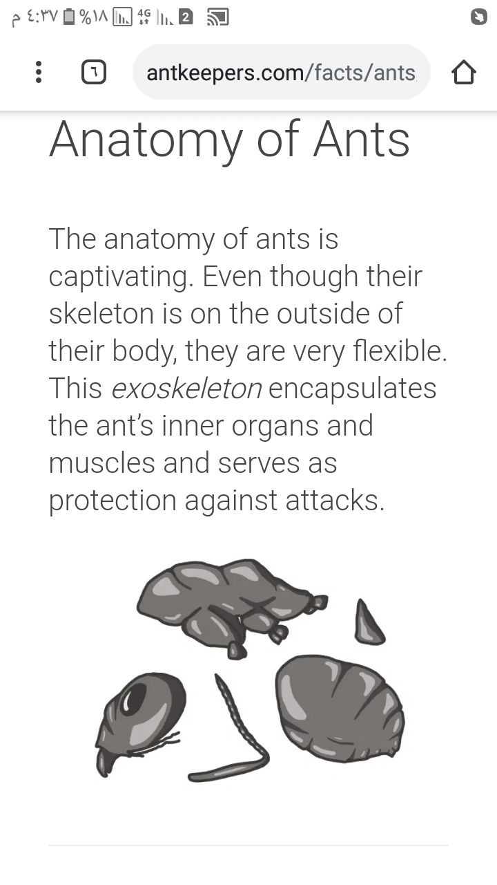 Ant anatomy illustration showing the segmented body structure with head, thorax, petiolus, and abdomen, and the flexible inter-segmental joints that can be ruptured under force