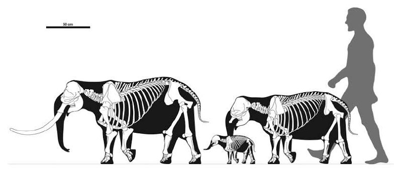why dont we find fossils of giants that prove the existence of adam and eve